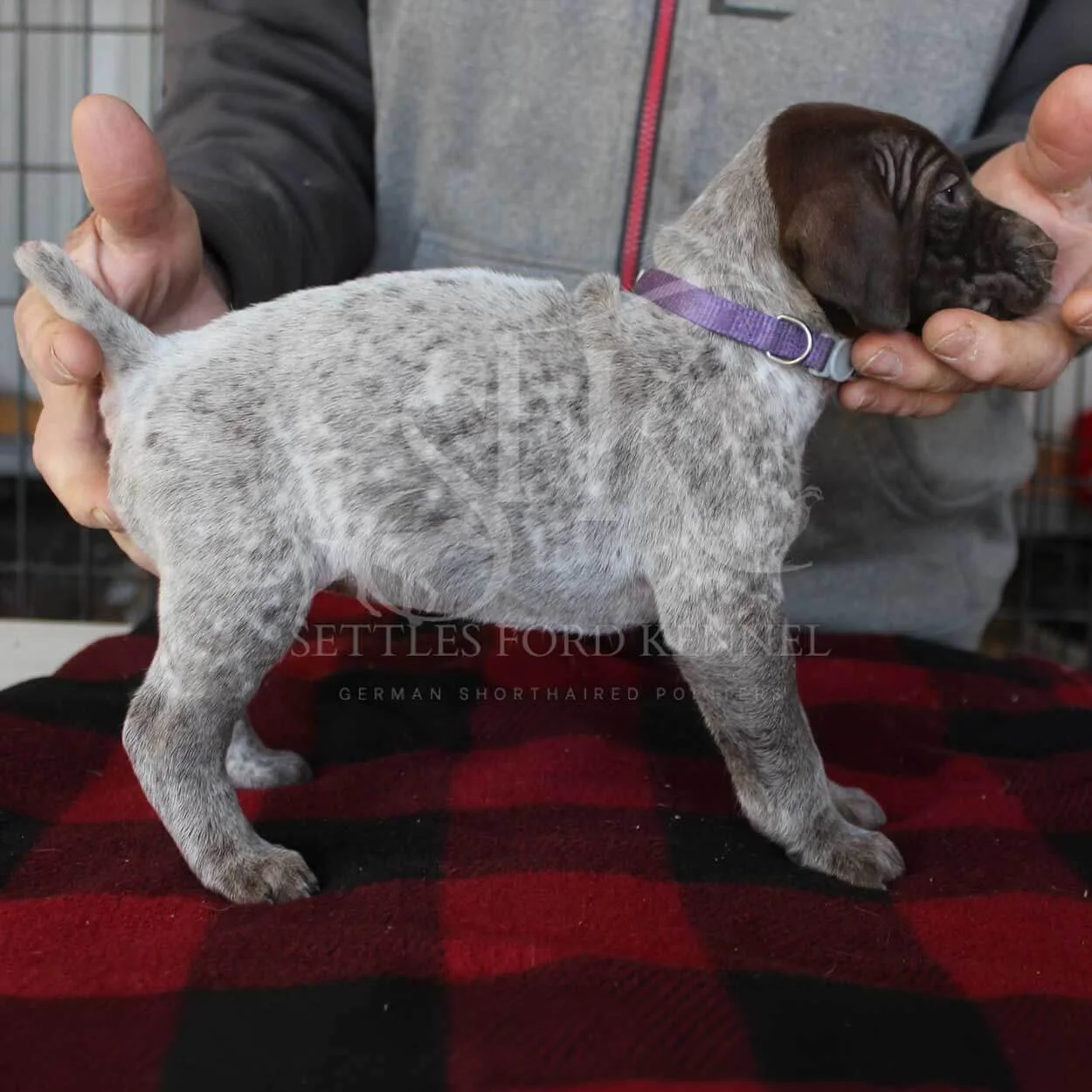 Purple-Collar-Panzer-Starr-Spring-2026-Pups-Puppies-German-Shorthaired-Pointers-Champion-Hunting-Purebred-Dog-Kansas-City-Missouri-2.jpg