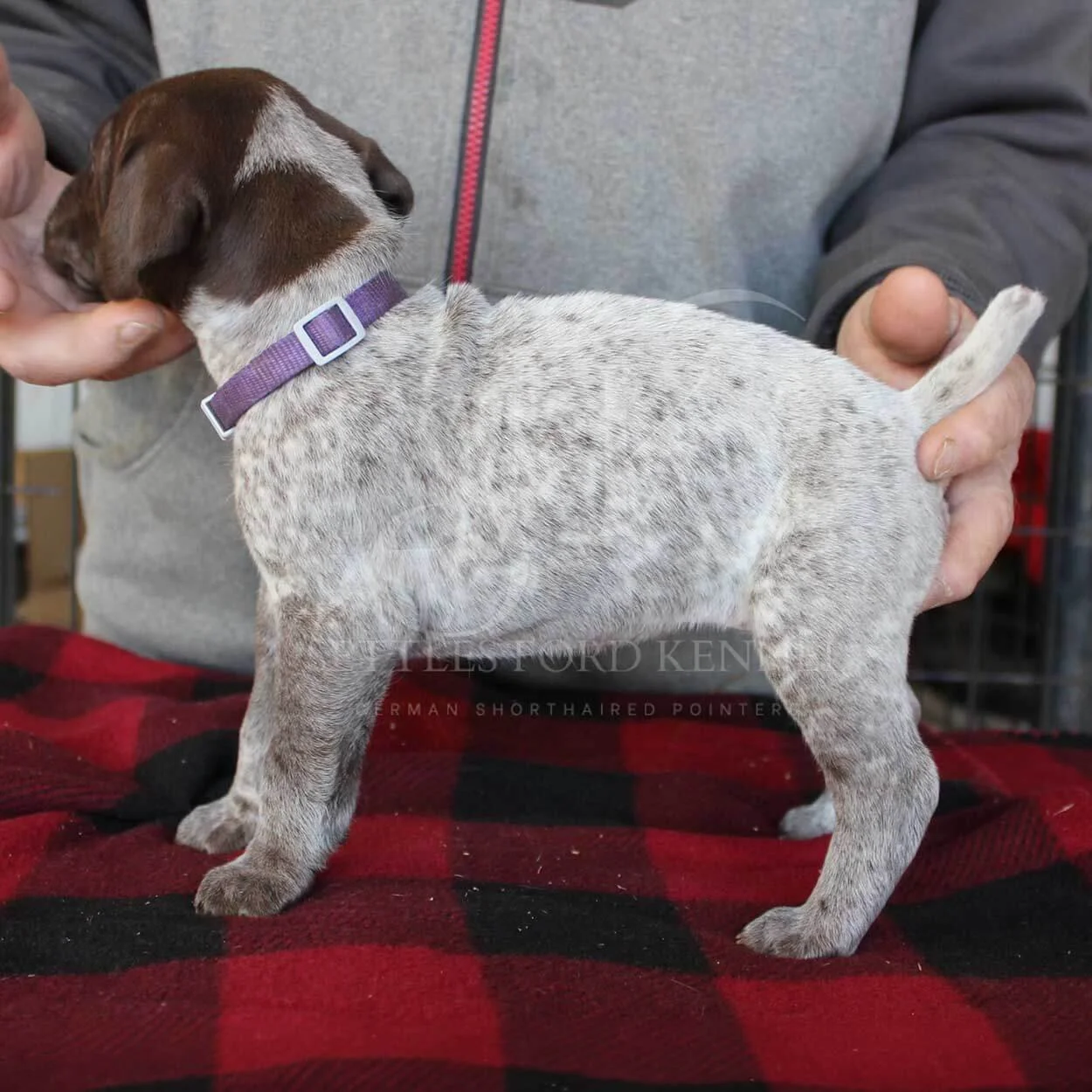 Purple-Collar-Panzer-Starr-Spring-2026-Pups-Puppies-German-Shorthaired-Pointers-Champion-Hunting-Purebred-Dog-Kansas-City-Missouri-1.jpg