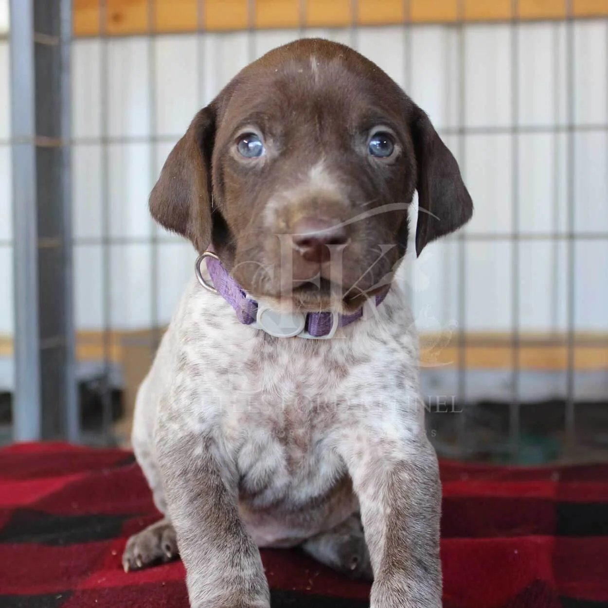 Purple-Collar-Panzer-Starr-Spring-2026-Pups-Puppies-German-Shorthaired-Pointers-Champion-Hunting-Purebred-Dog-Kansas-City-Missouri-3.jpg