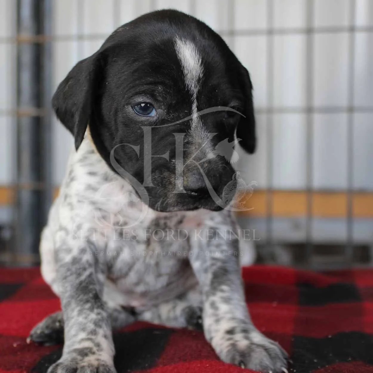 Silver-Collar-Panzer-Starr-Spring-2026-Pups-Puppies-German-Shorthaired-Pointers-Champion-Hunting-Purebred-Dog-Kansas-City-Missouri-3.jpg