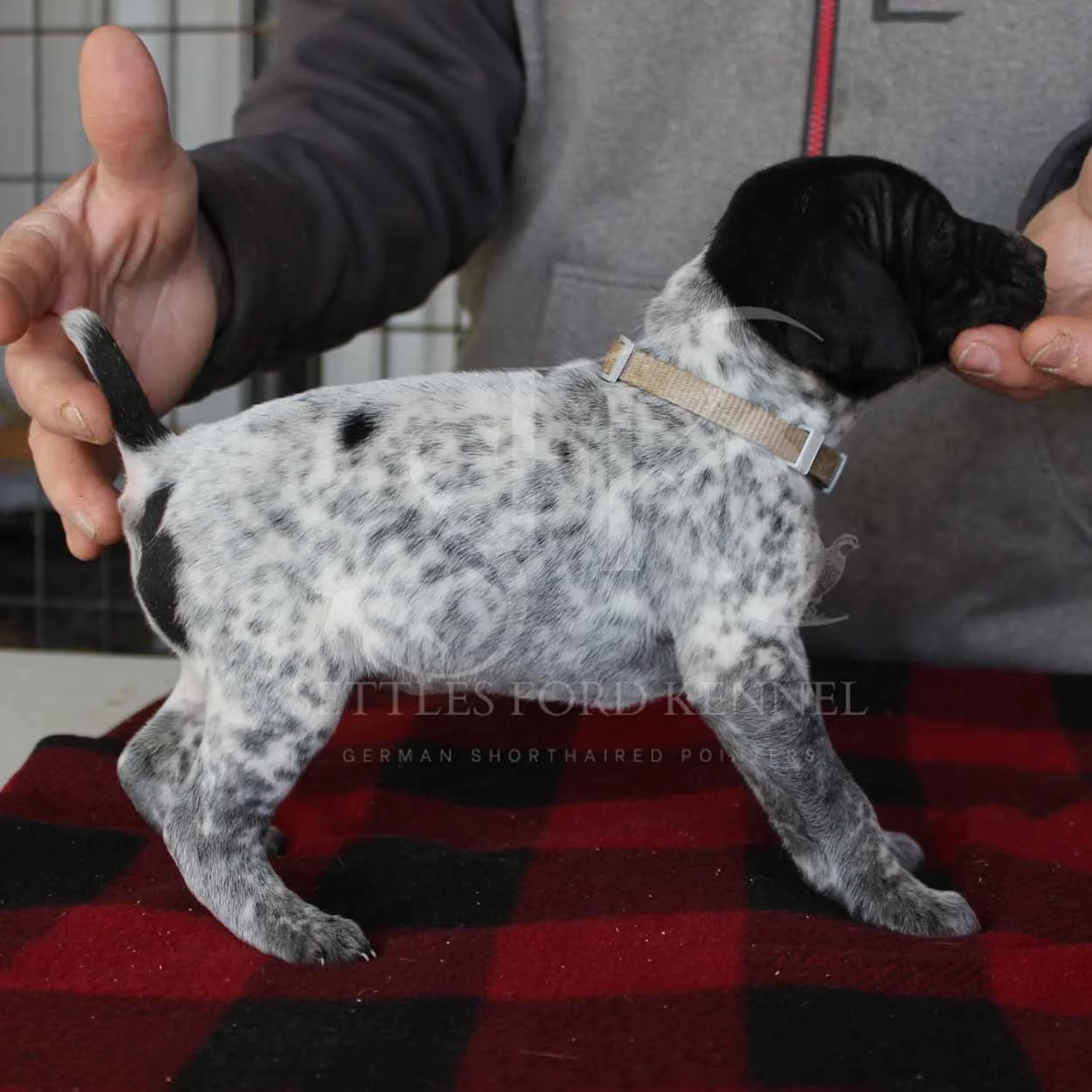 Silver-Collar-Panzer-Starr-Spring-2026-Pups-Puppies-German-Shorthaired-Pointers-Champion-Hunting-Purebred-Dog-Kansas-City-Missouri-2.jpg