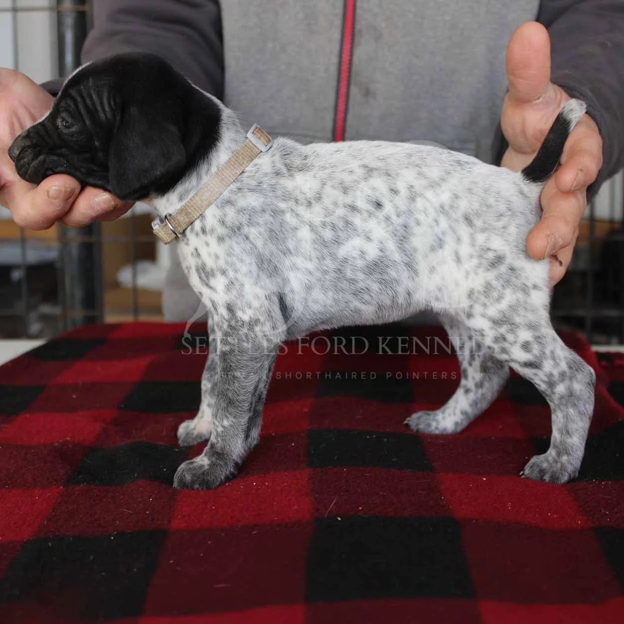 Silver-Collar-Panzer-Starr-Spring-2026-Pups-Puppies-German-Shorthaired-Pointers-Champion-Hunting-Purebred-Dog-Kansas-City-Missouri-1.jpg