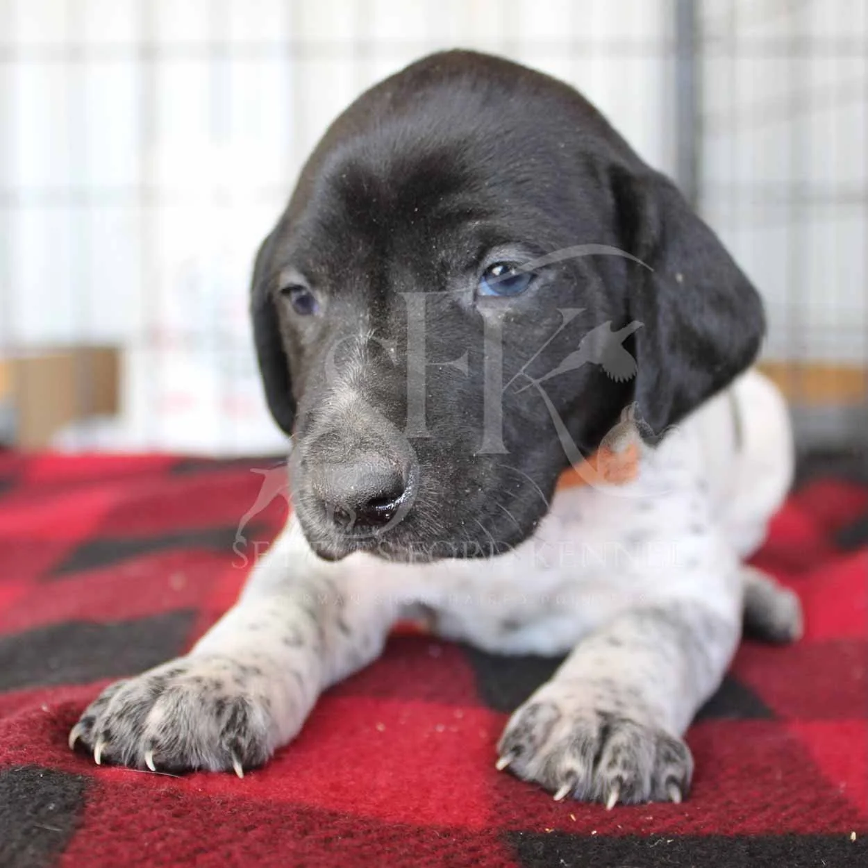 Orange-Collar-Panzer-Starr-Spring-2026-Pups-Puppies-German-Shorthaired-Pointers-Champion-Hunting-Purebred-Dog-Kansas-City-Missouri-3.jpg