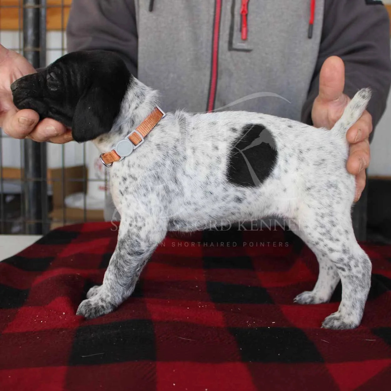 Orange-Collar-Panzer-Starr-Spring-2026-Pups-Puppies-German-Shorthaired-Pointers-Champion-Hunting-Purebred-Dog-Kansas-City-Missouri-2.jpg
