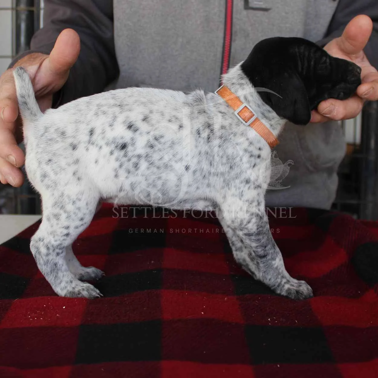 Orange-Collar-Panzer-Starr-Spring-2026-Pups-Puppies-German-Shorthaired-Pointers-Champion-Hunting-Purebred-Dog-Kansas-City-Missouri-1.jpg