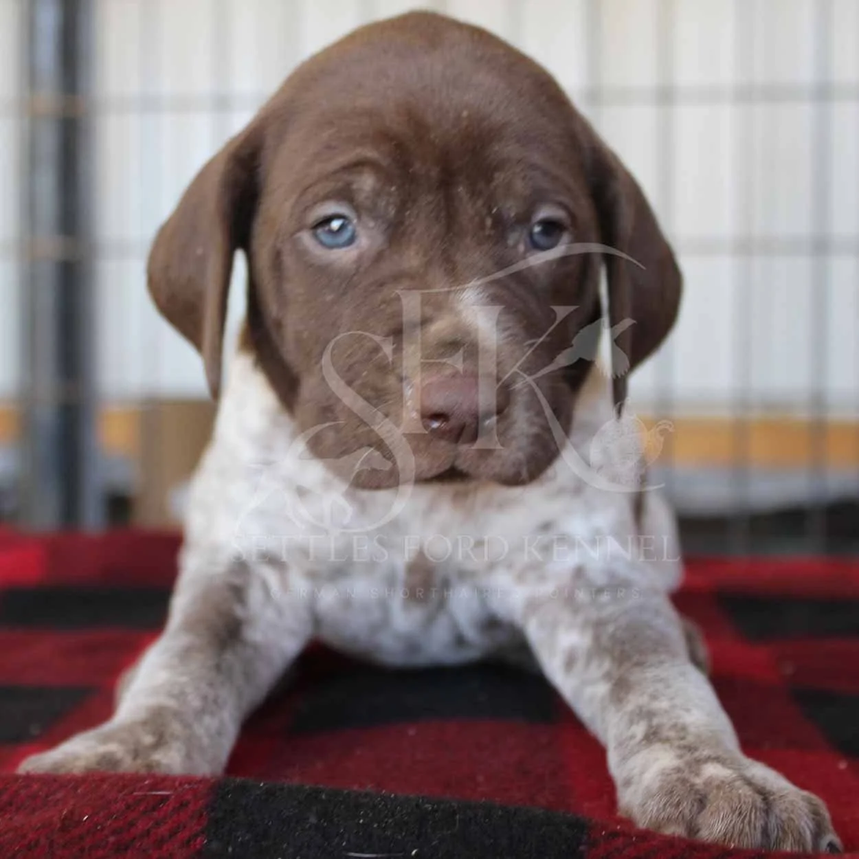 Red-Collar-Panzer-Starr-Spring-2026-Pups-Puppies-German-Shorthaired-Pointers-Champion-Hunting-Purebred-Dog-Kansas-City-Missouri-3.jpg