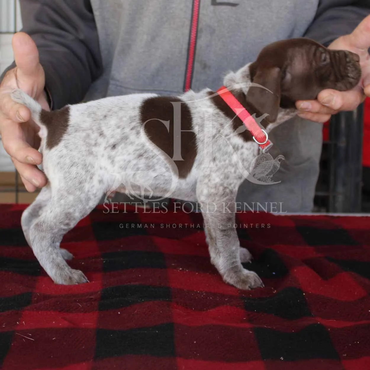 Red-Collar-Panzer-Starr-Spring-2026-Pups-Puppies-German-Shorthaired-Pointers-Champion-Hunting-Purebred-Dog-Kansas-City-Missouri-2.jpg