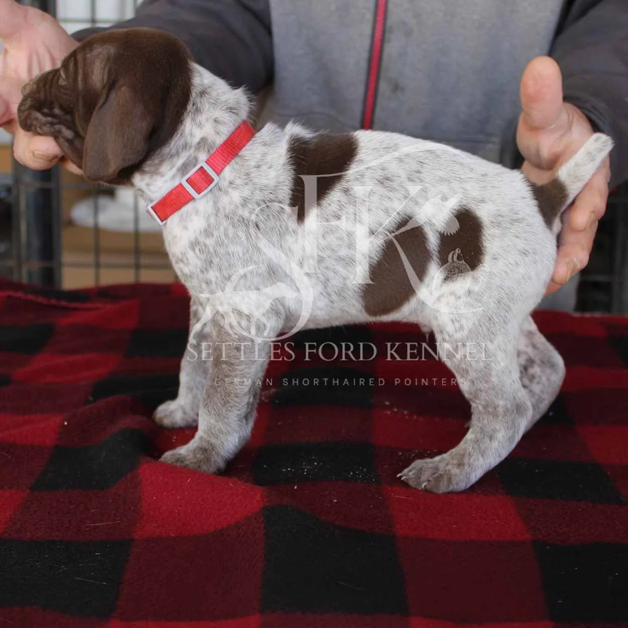 Red-Collar-Panzer-Starr-Spring-2026-Pups-Puppies-German-Shorthaired-Pointers-Champion-Hunting-Purebred-Dog-Kansas-City-Missouri-1.jpg