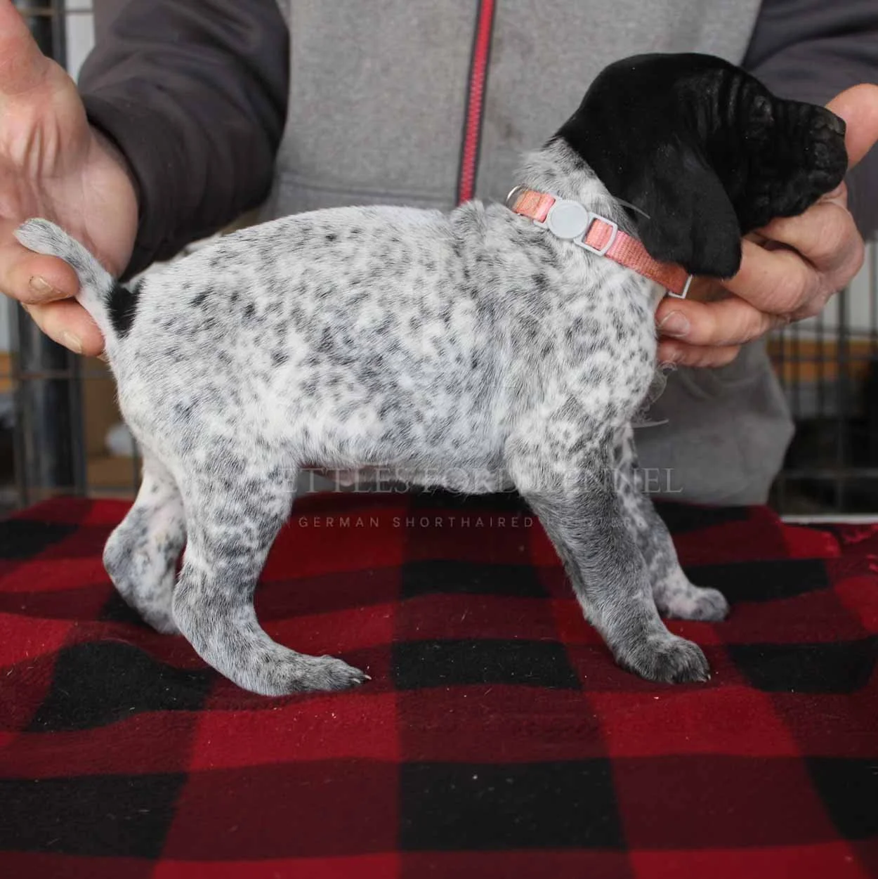 Pink-Collar-Panzer-Starr-Spring-2026-Pups-Puppies-German-Shorthaired-Pointers-Champion-Hunting-Purebred-Dog-Kansas-City-Missouri-2.jpg