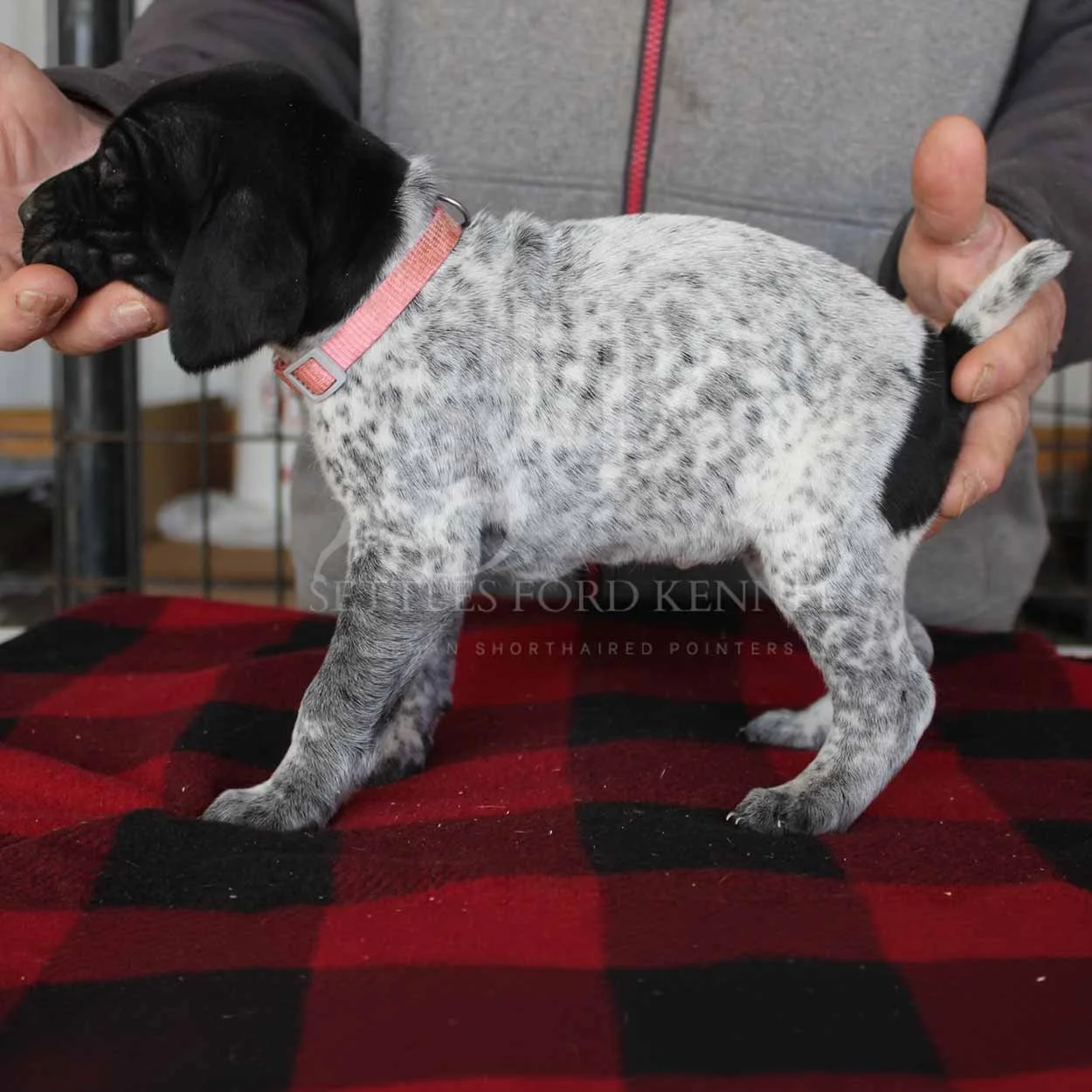 Pink-Collar-Panzer-Starr-Spring-2026-Pups-Puppies-German-Shorthaired-Pointers-Champion-Hunting-Purebred-Dog-Kansas-City-Missouri-1.jpg