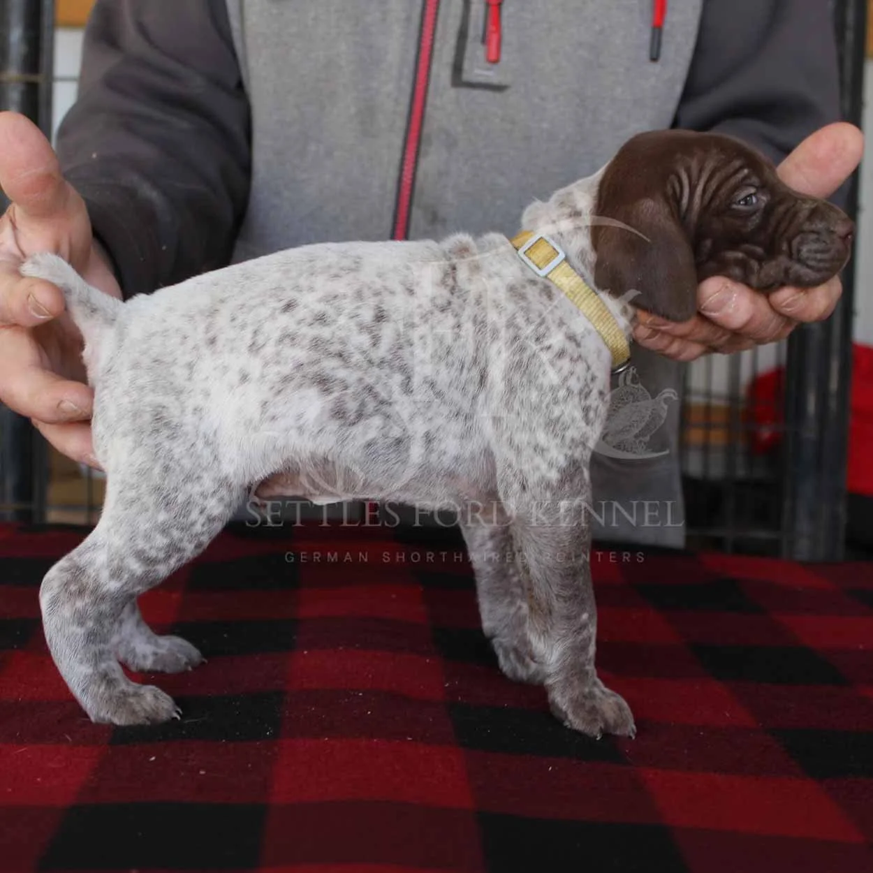 Yello-Collar-Panzer-Starr-Spring-2026-Pups-Puppies-German-Shorthaired-Pointers-Champion-Hunting-Purebred-Dog-Kansas-City-Missouri-2.jpg