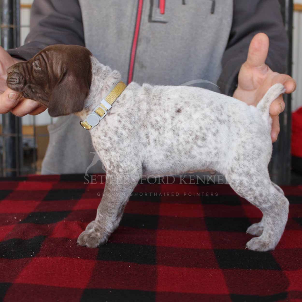 Yello-Collar-Panzer-Starr-Spring-2026-Pups-Puppies-German-Shorthaired-Pointers-Champion-Hunting-Purebred-Dog-Kansas-City-Missouri-1.jpg