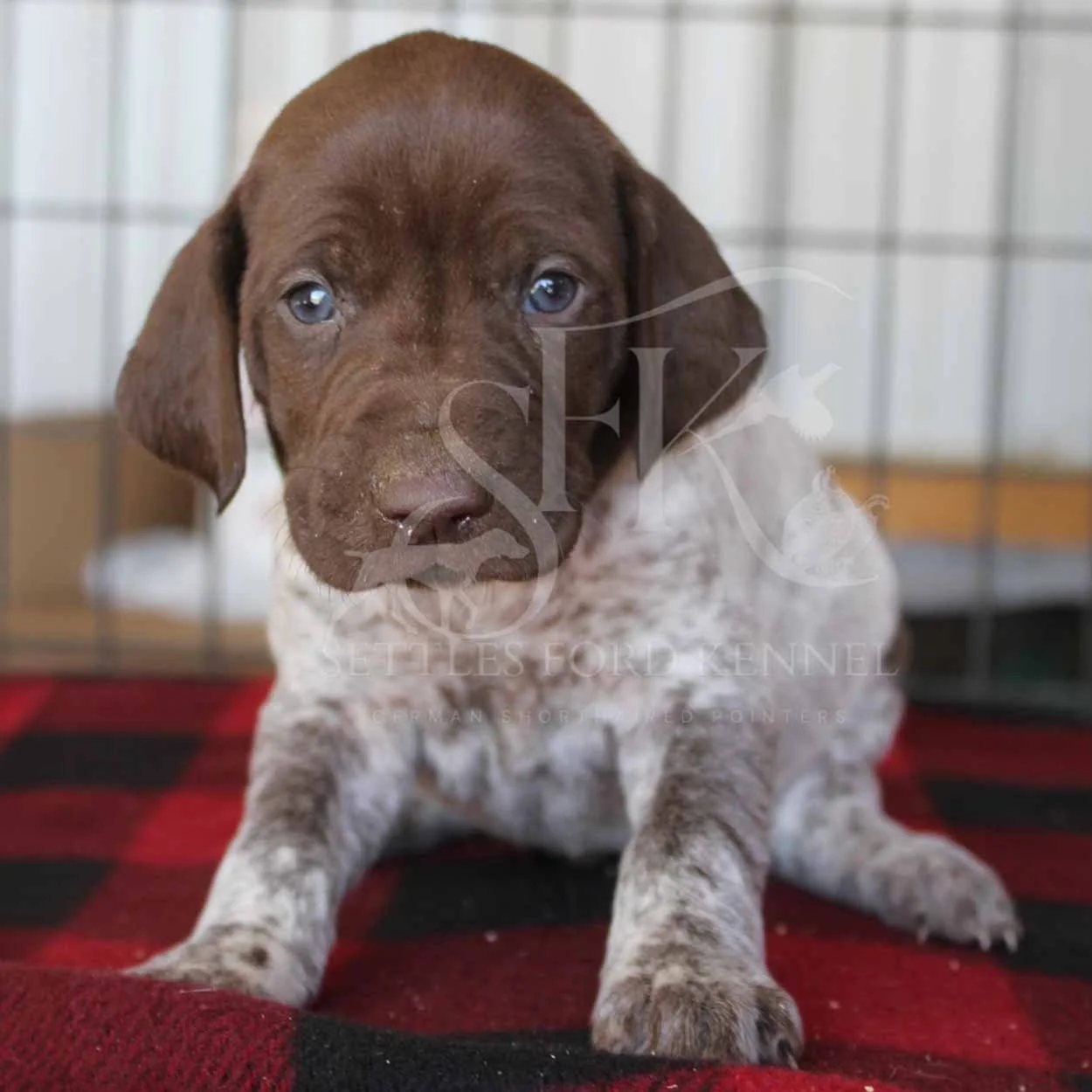 Blue-Collar-Panzer-Starr-Spring-2026-Pups-Puppies-German-Shorthaired-Pointers-Champion-Hunting-Purebred-Dog-Kansas-City-Missouri-3.jpg
