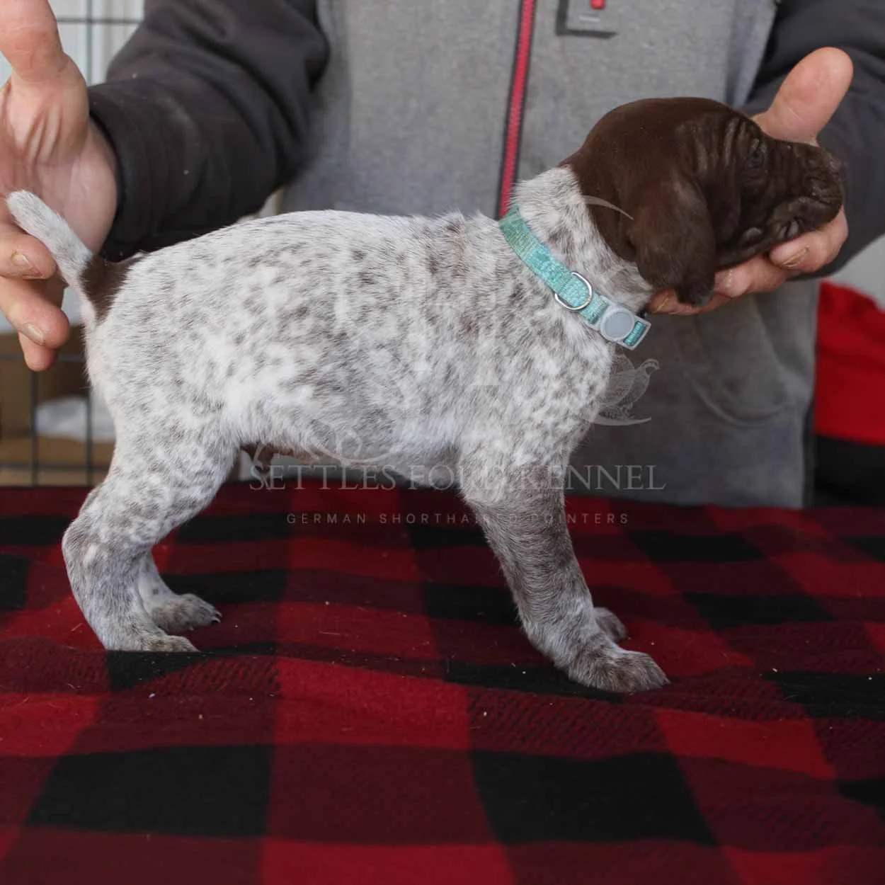 Blue-Collar-Panzer-Starr-Spring-2026-Pups-Puppies-German-Shorthaired-Pointers-Champion-Hunting-Purebred-Dog-Kansas-City-Missouri-2.jpg
