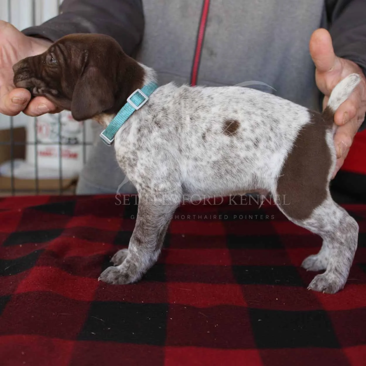 Blue-Collar-Panzer-Starr-Spring-2026-Pups-Puppies-German-Shorthaired-Pointers-Champion-Hunting-Purebred-Dog-Kansas-City-Missouri-1.jpg