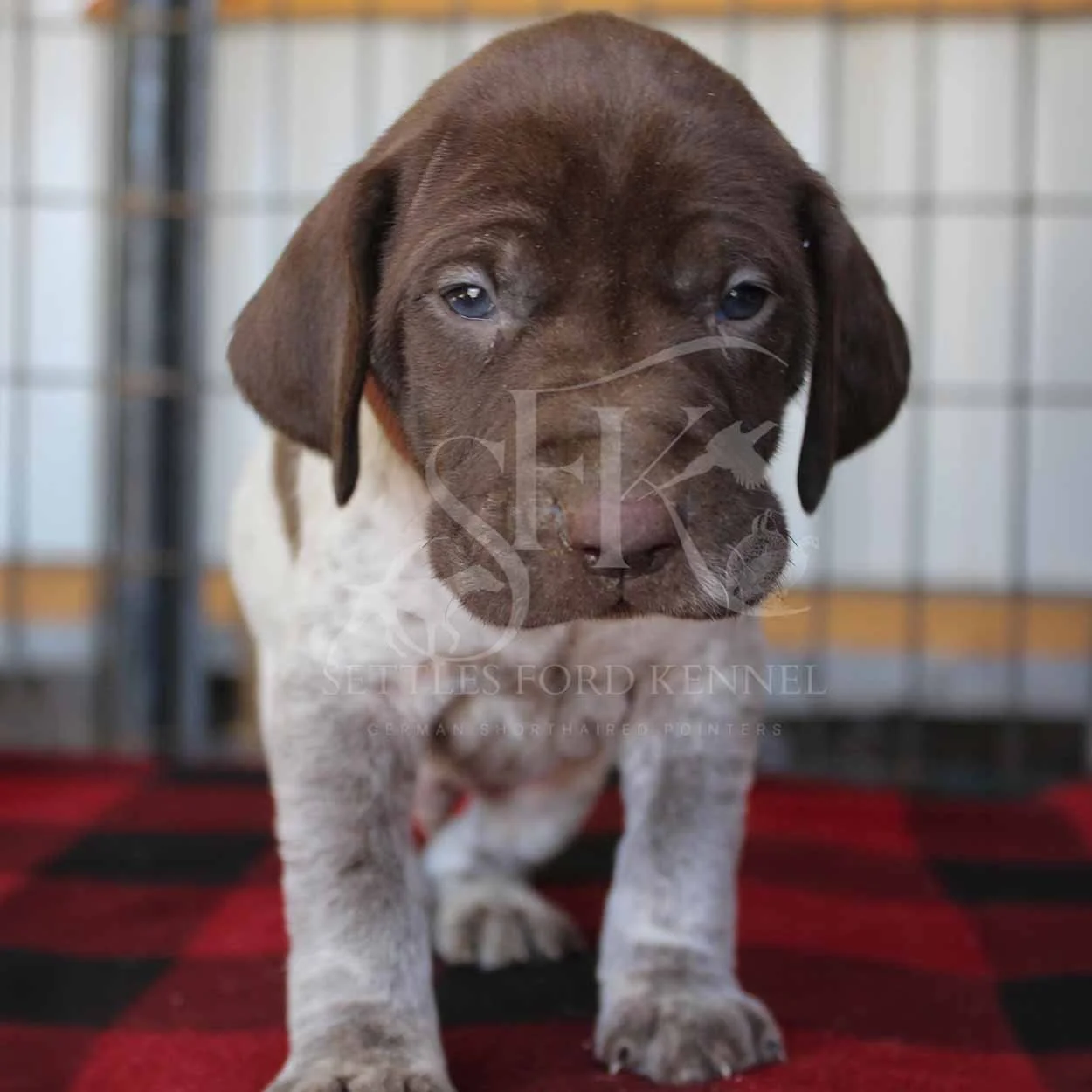 Brown-Collar-Panzer-Starr-Spring-2026-Pups-Puppies-German-Shorthaired-Pointers-Champion-Hunting-Purebred-Dog-Kansas-City-Missouri-2.jpg