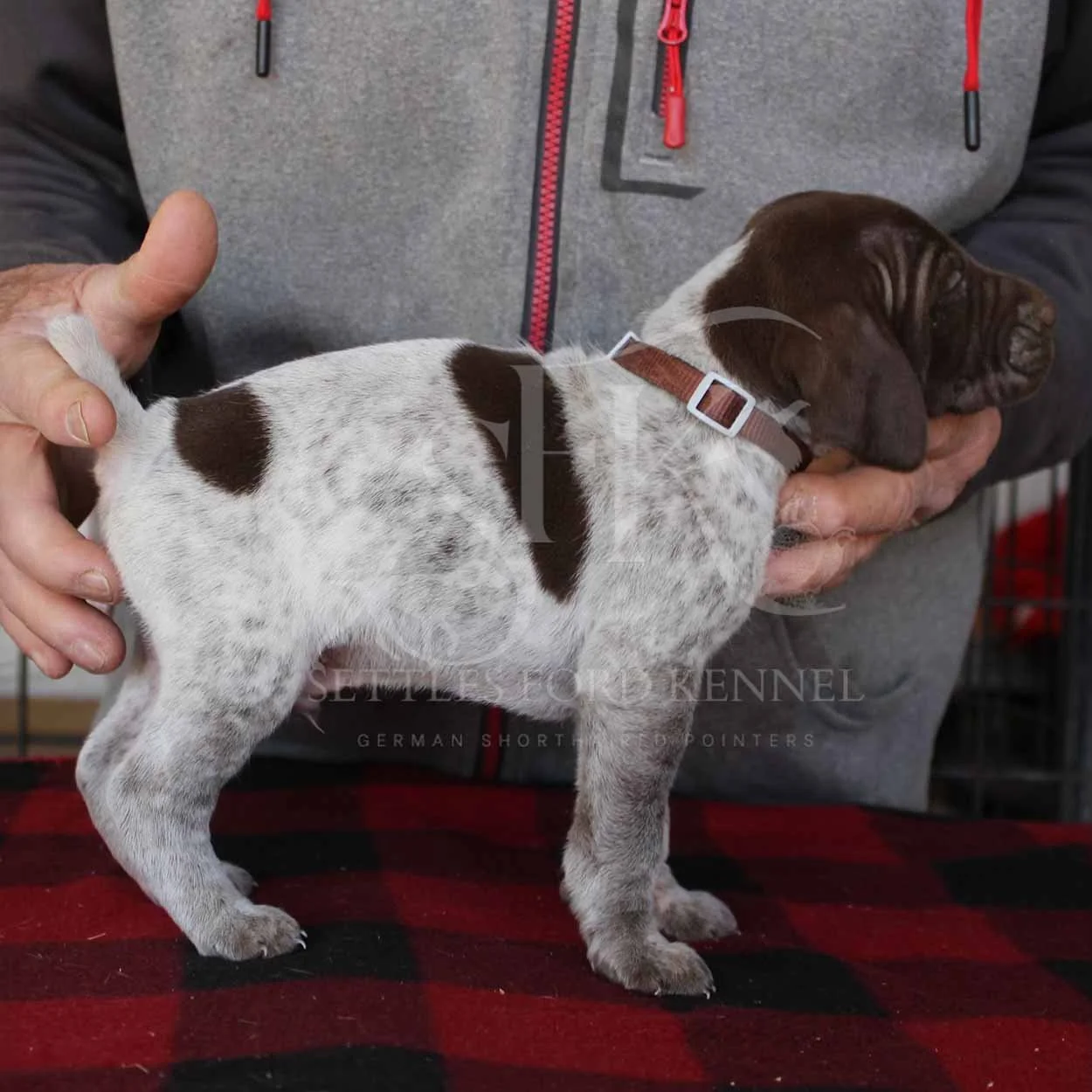 Brown-Collar-Panzer-Starr-Spring-2026-Pups-Puppies-German-Shorthaired-Pointers-Champion-Hunting-Purebred-Dog-Kansas-City-Missouri-3.jpg