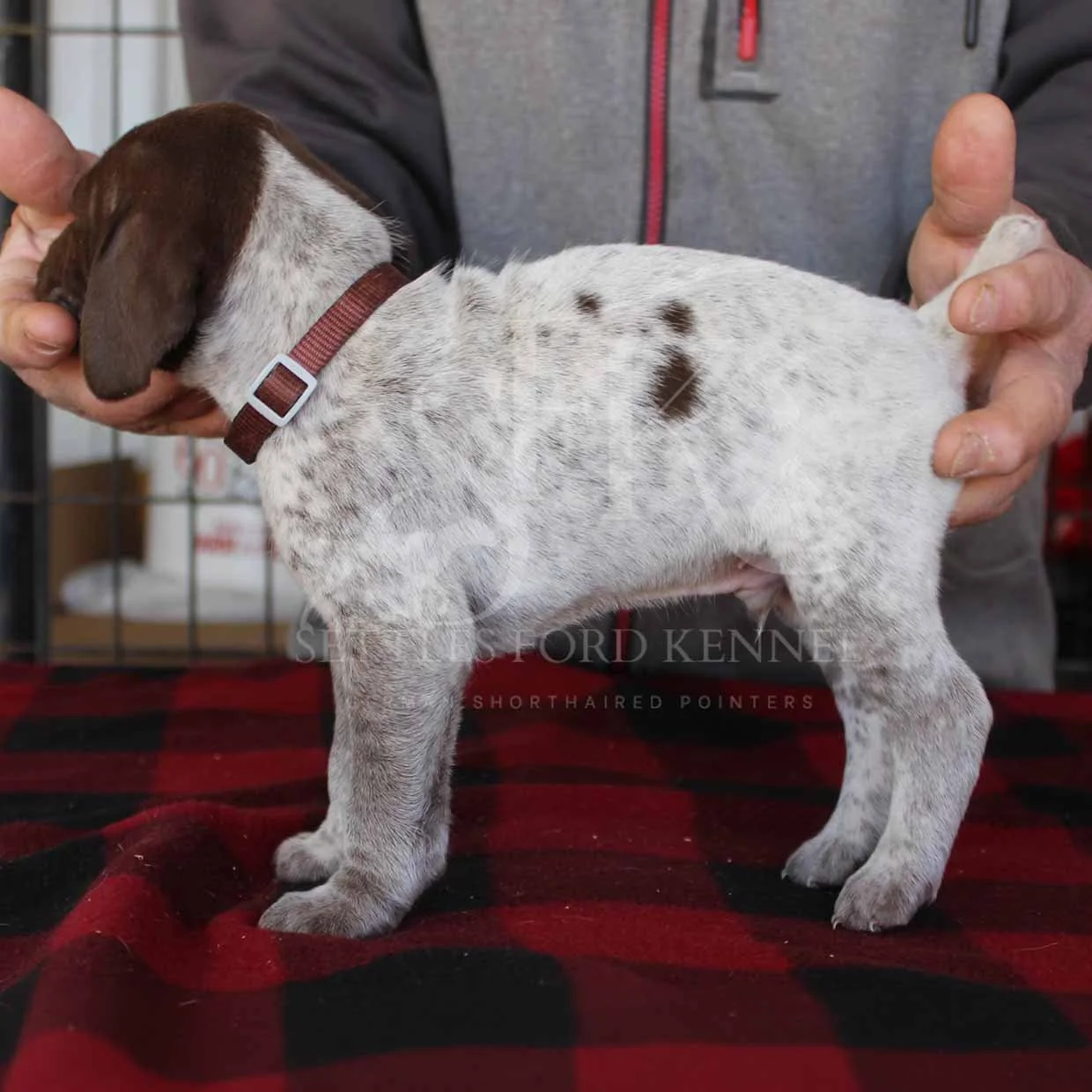 Brown-Collar-Panzer-Starr-Spring-2026-Pups-Puppies-German-Shorthaired-Pointers-Champion-Hunting-Purebred-Dog-Kansas-City-Missouri-1.jpg