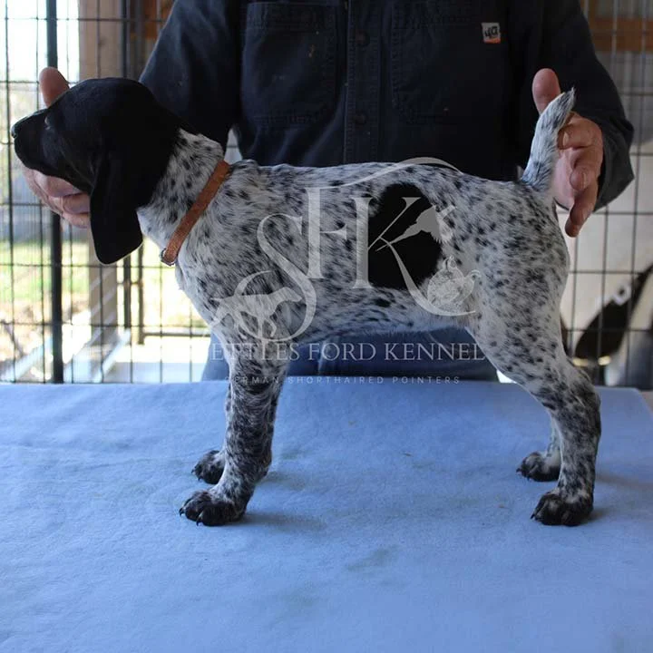 Orange-Collar-Panzer-Starr-Spring-2026-Pups-Puppies-German-Shorthaired-Pointers-Champion-Hunting-Purebred-Dog-Kansas-City-Missouri-4.jpg