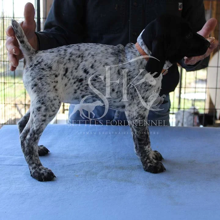 Orange-Collar-Panzer-Starr-Spring-2026-Pups-Puppies-German-Shorthaired-Pointers-Champion-Hunting-Purebred-Dog-Kansas-City-Missouri-5.jpg