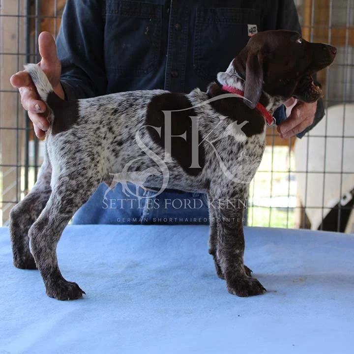 Red-Collar-Panzer-Starr-Spring-2026-Pups-Puppies-German-Shorthaired-Pointers-Champion-Hunting-Purebred-Dog-Kansas-City-Missouri-4.jpg