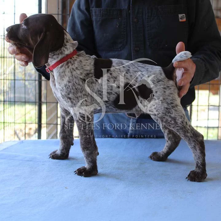 Red-Collar-Panzer-Starr-Spring-2026-Pups-Puppies-German-Shorthaired-Pointers-Champion-Hunting-Purebred-Dog-Kansas-City-Missouri-5.jpg