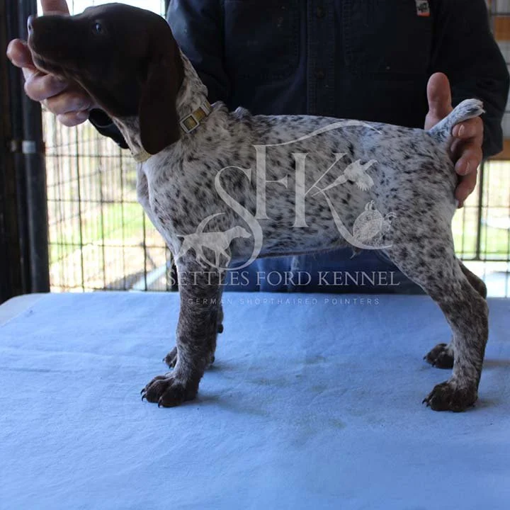 Yello-Collar-Panzer-Starr-Spring-2026-Pups-Puppies-German-Shorthaired-Pointers-Champion-Hunting-Purebred-Dog-Kansas-City-Missouri-4.jpg