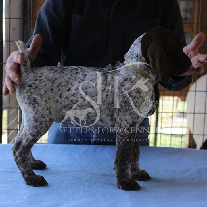 Yello-Collar-Panzer-Starr-Spring-2026-Pups-Puppies-German-Shorthaired-Pointers-Champion-Hunting-Purebred-Dog-Kansas-City-Missouri-5.jpg