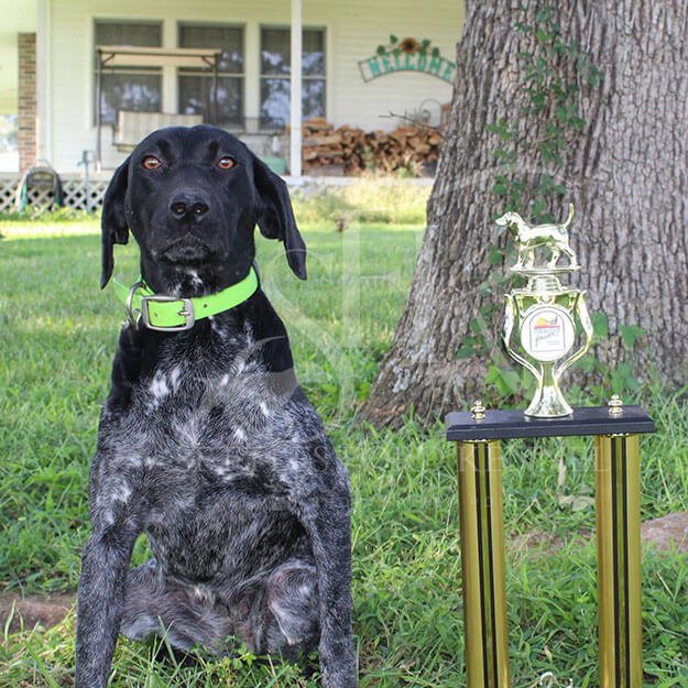 Heidi-German-shorthaired-pointer-hunting-champion-trophy-2.jpg