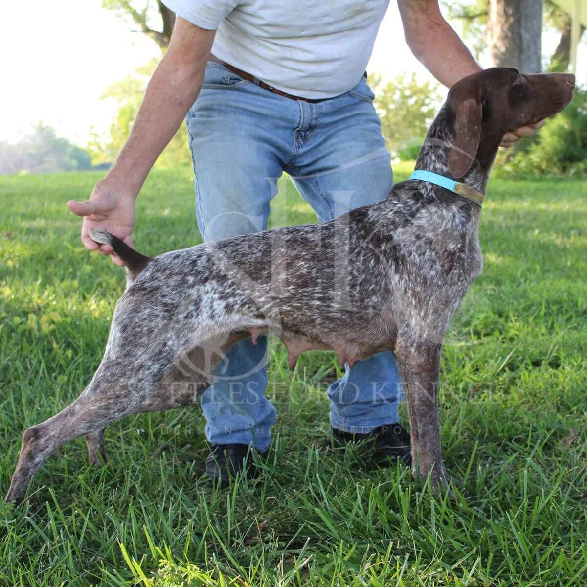 Dutchess-German-shorthaired-pointer-hunting-champion-2.jpg