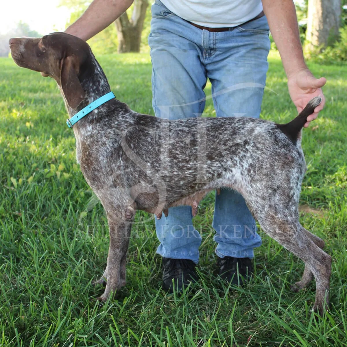 Dutchess-German-shorthaired-pointer-hunting-champion-1.jpg