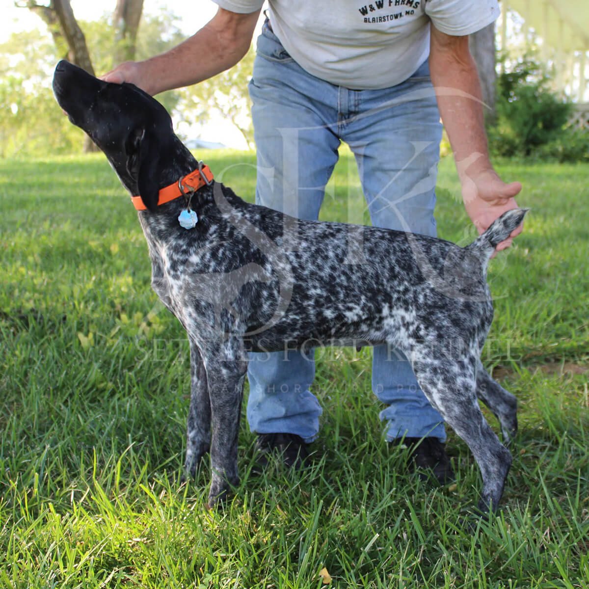 Cash-German-shorthaired-pointer-hunting-champion-1.jpg