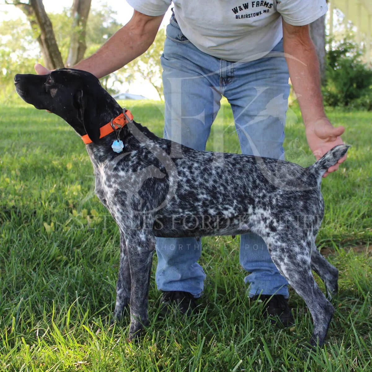 Cash-German-shorthaired-pointer-hunting-champion-2.jpg