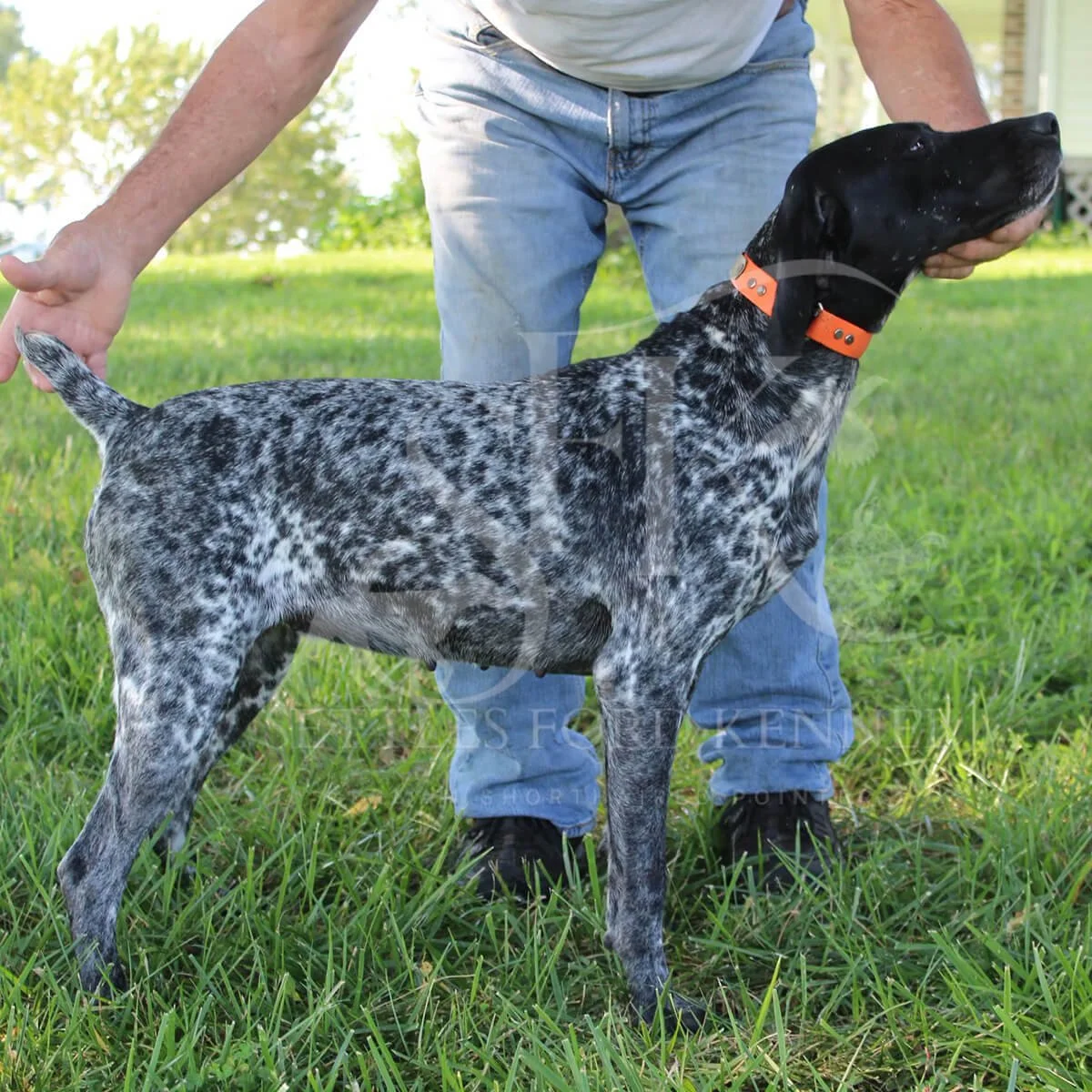 Cash-German-shorthaired-pointer-hunting-champion-3.jpg