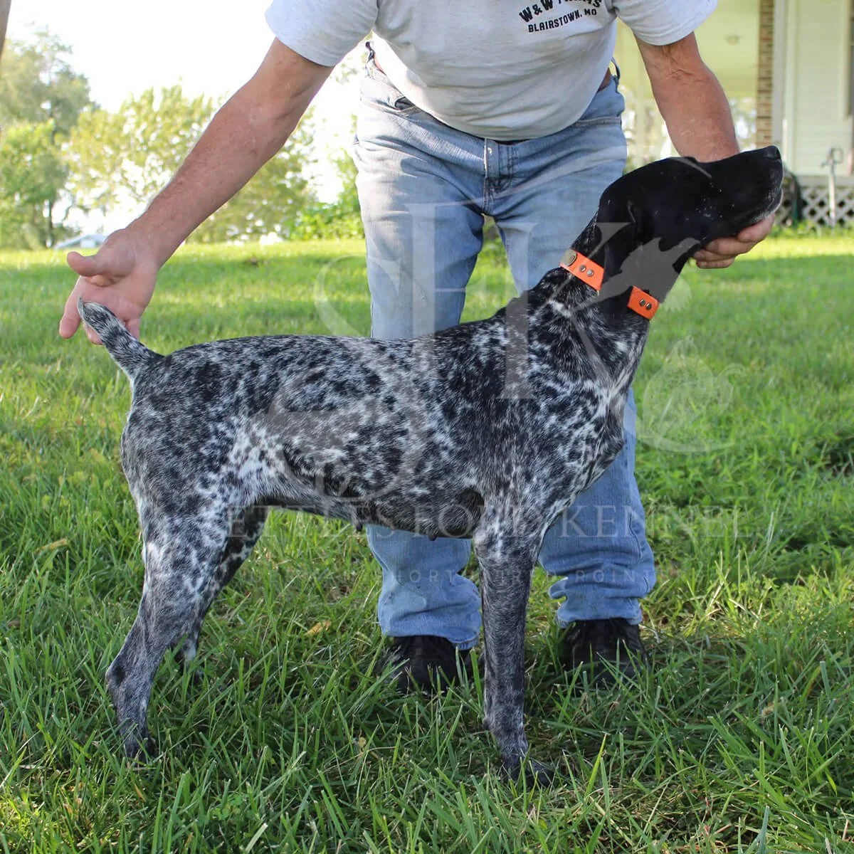 Cash-German-shorthaired-pointer-hunting-champion-4.jpg