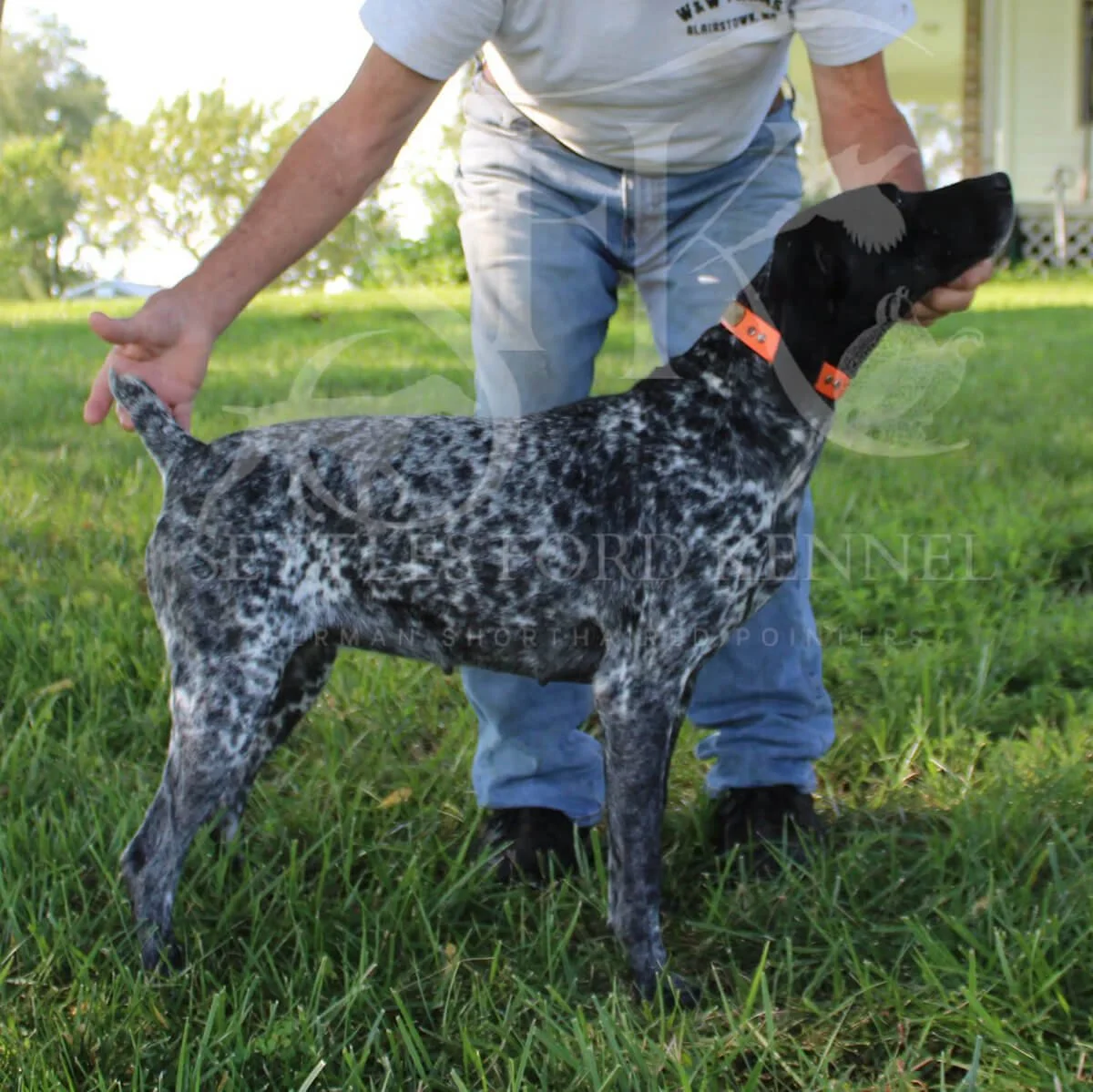 Cash-German-shorthaired-pointer-hunting-champion-5.jpg