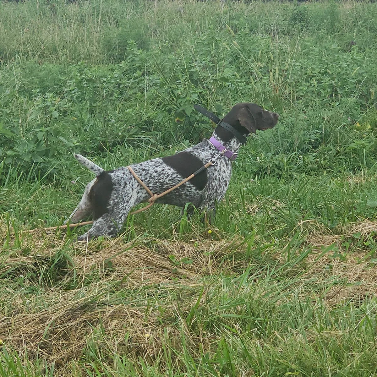 KC-German-shorthaired-pointer-hunting-champion-2.jpg