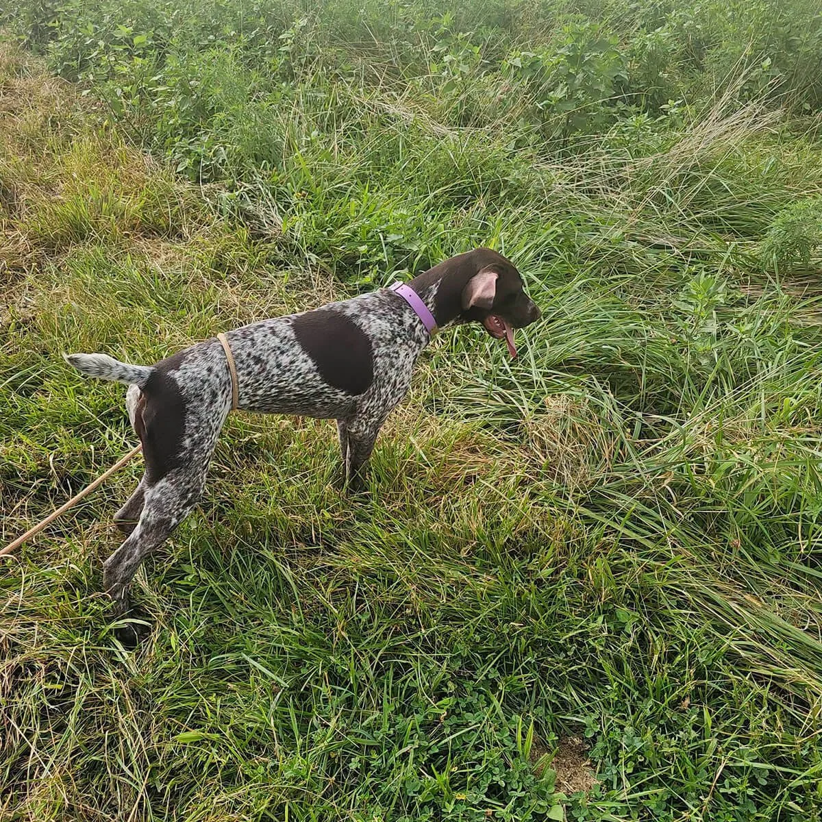 KC-German-shorthaired-pointer-hunting-champion-1.jpg