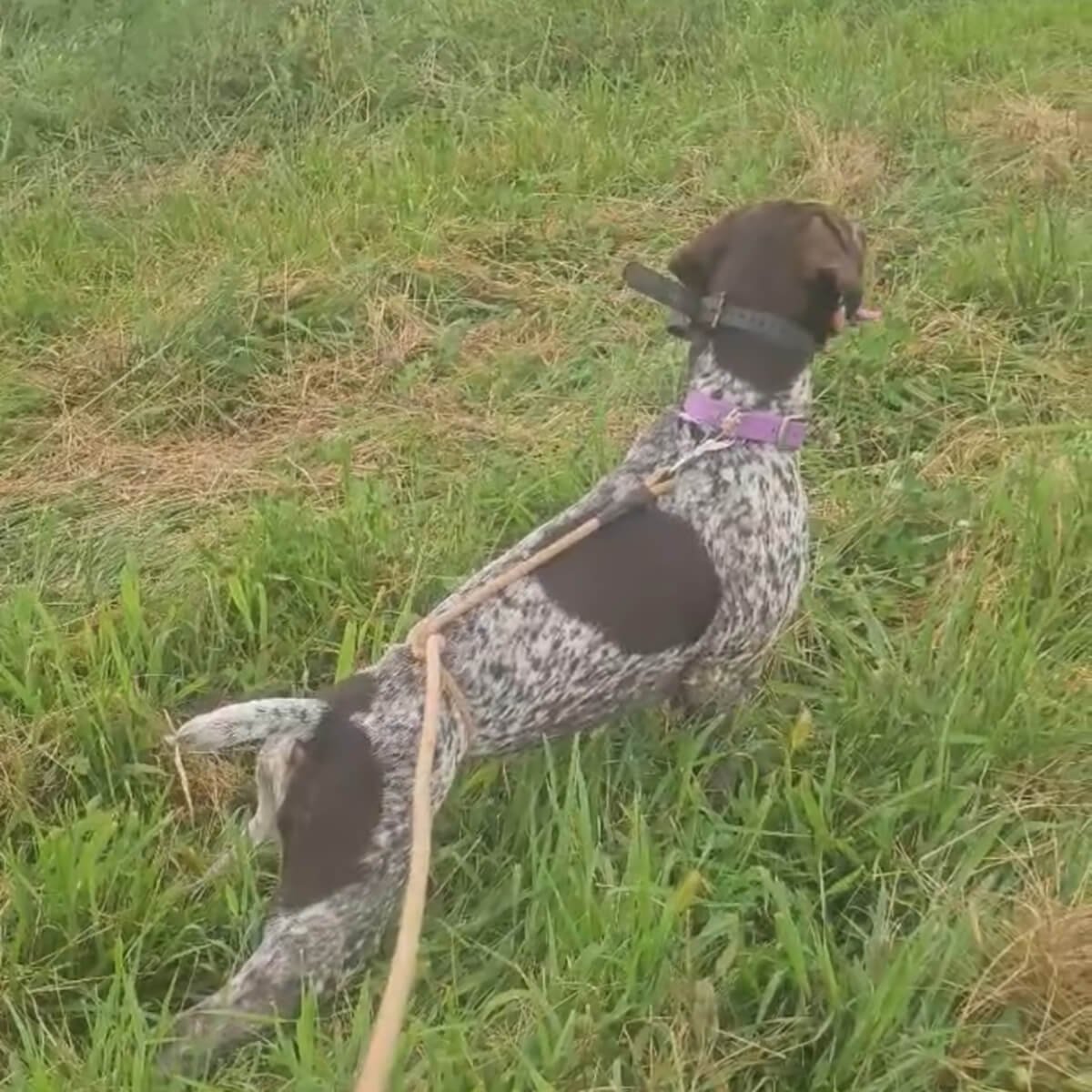 KC-German-shorthaired-pointer-hunting-champion-3.jpg