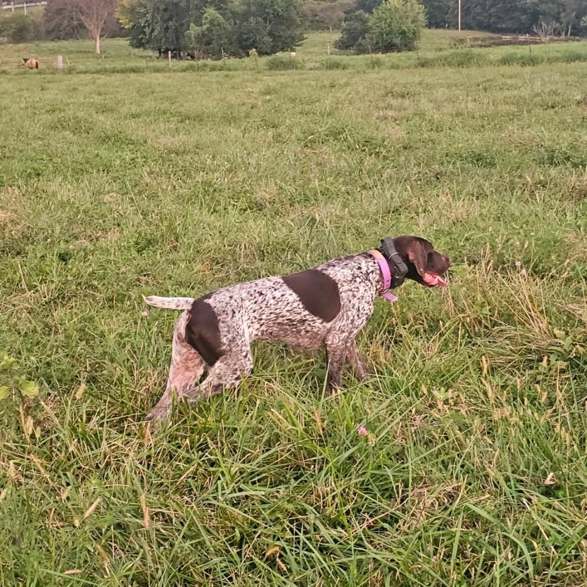 KC-German-shorthaired-pointer-hunting-champion-5.jpg