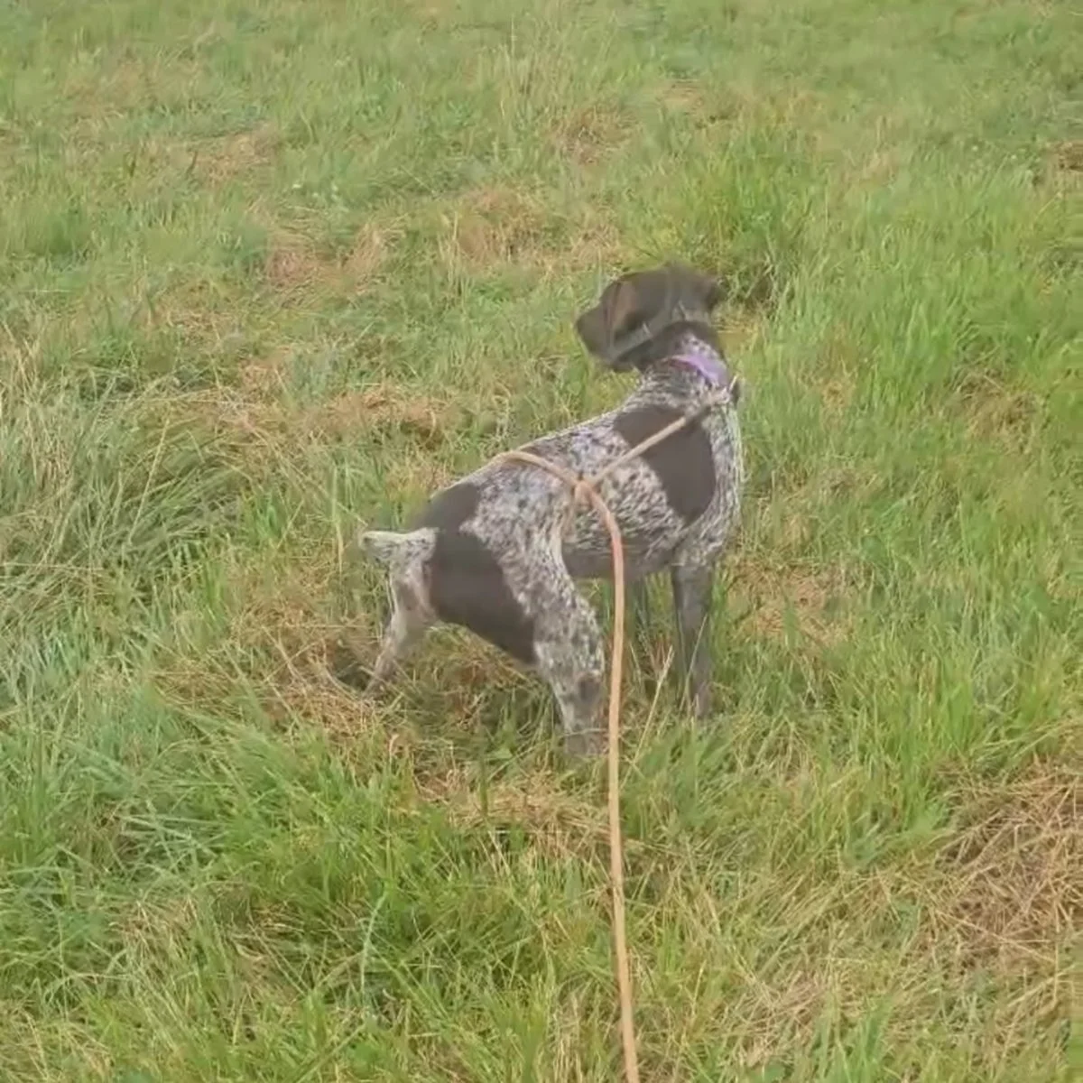 KC-German-shorthaired-pointer-hunting-champion-4.jpg