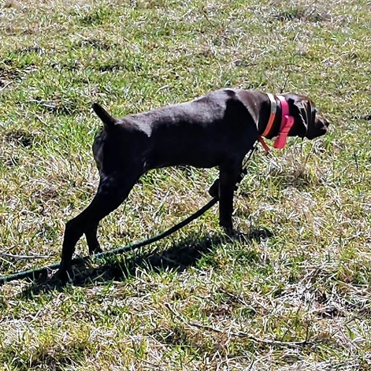 Reba-German-shorthaired-pointer-hunting-champion-2.jpg