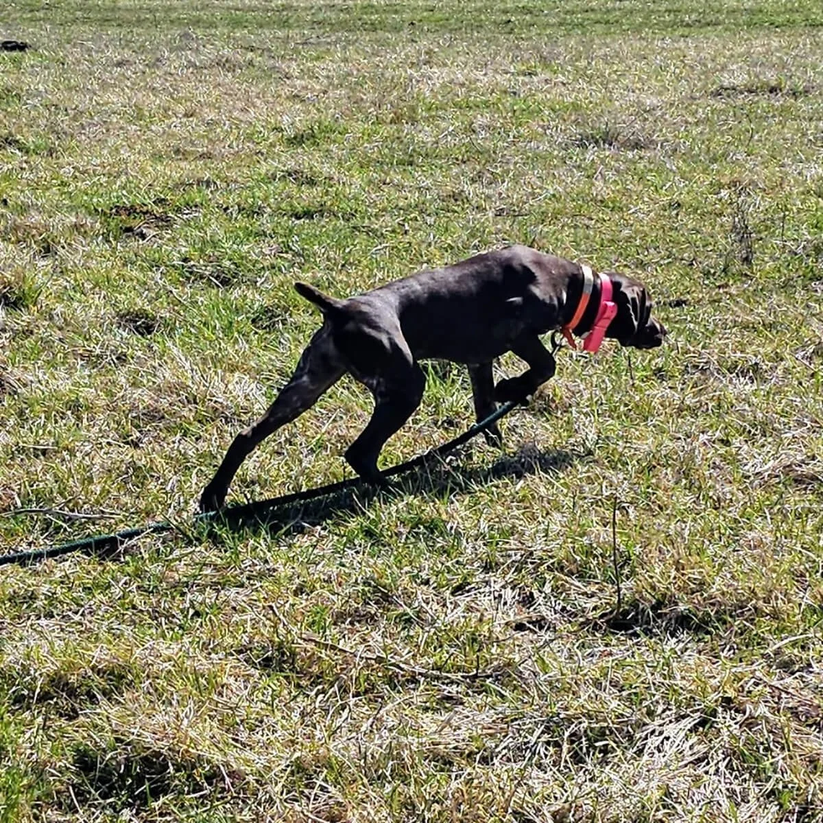Reba-German-shorthaired-pointer-hunting-champion-1.jpg