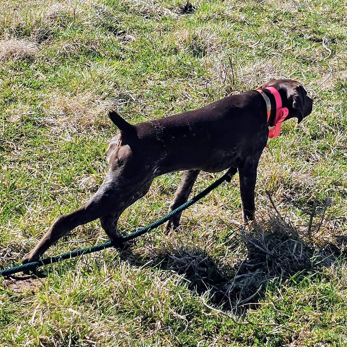 Reba-German-shorthaired-pointer-hunting-champion-3.jpg