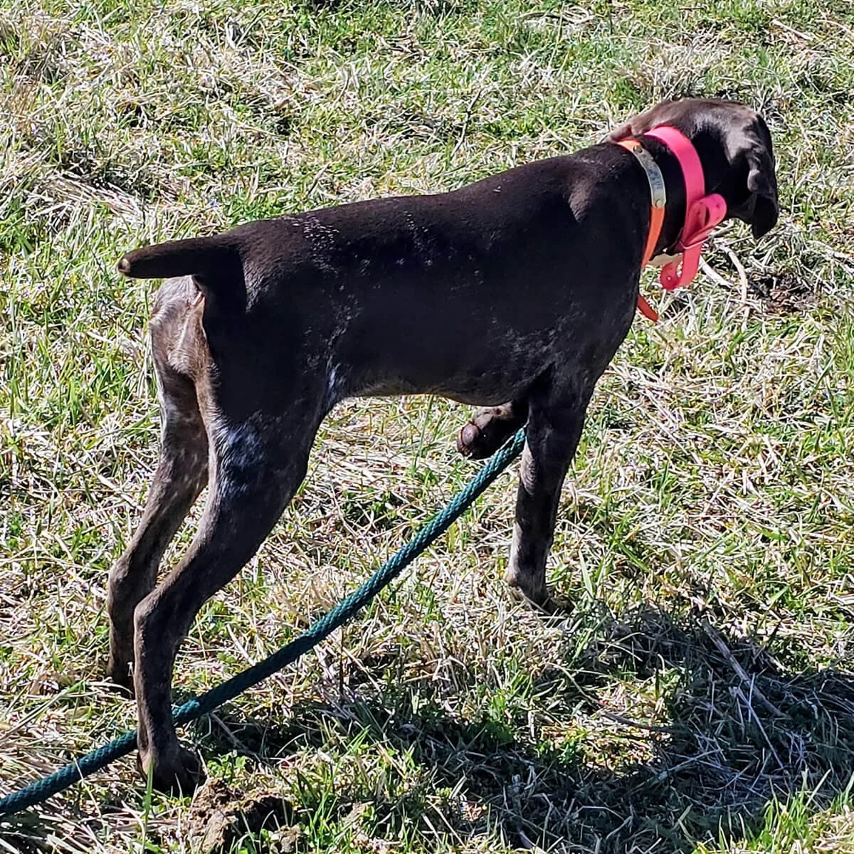Reba-German-shorthaired-pointer-hunting-champion-4.jpg