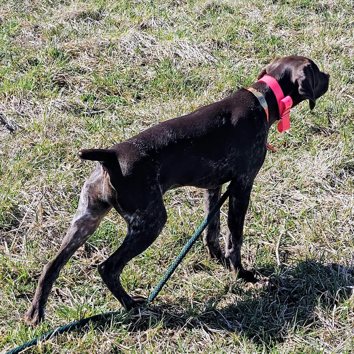 Reba-German-shorthaired-pointer-hunting-champion-5.jpg