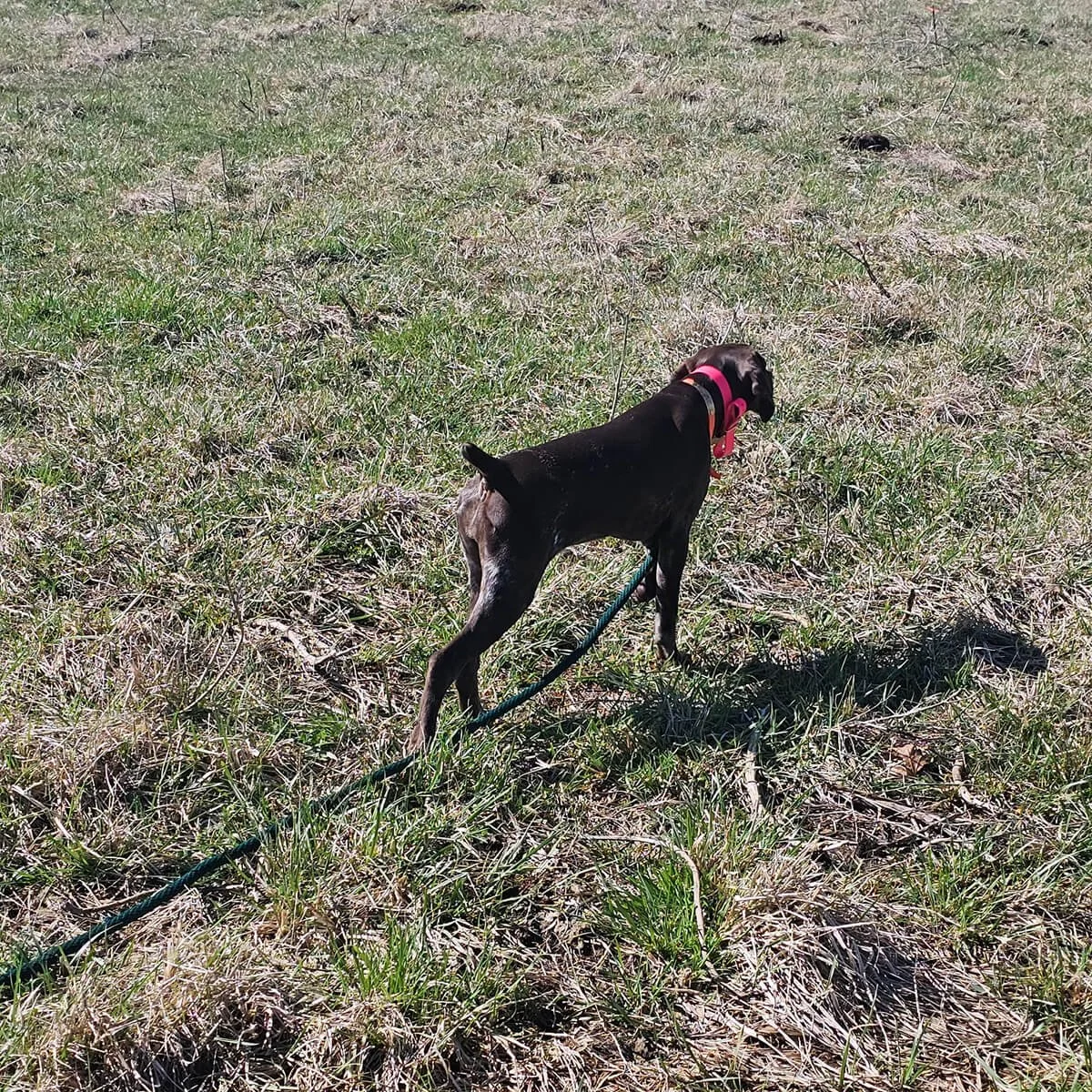 Reba-German-shorthaired-pointer-hunting-champion-8.jpg
