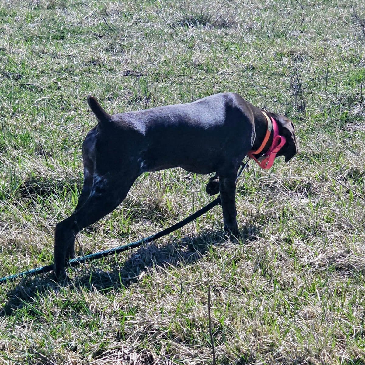 Reba-German-shorthaired-pointer-hunting-champion-7.jpg
