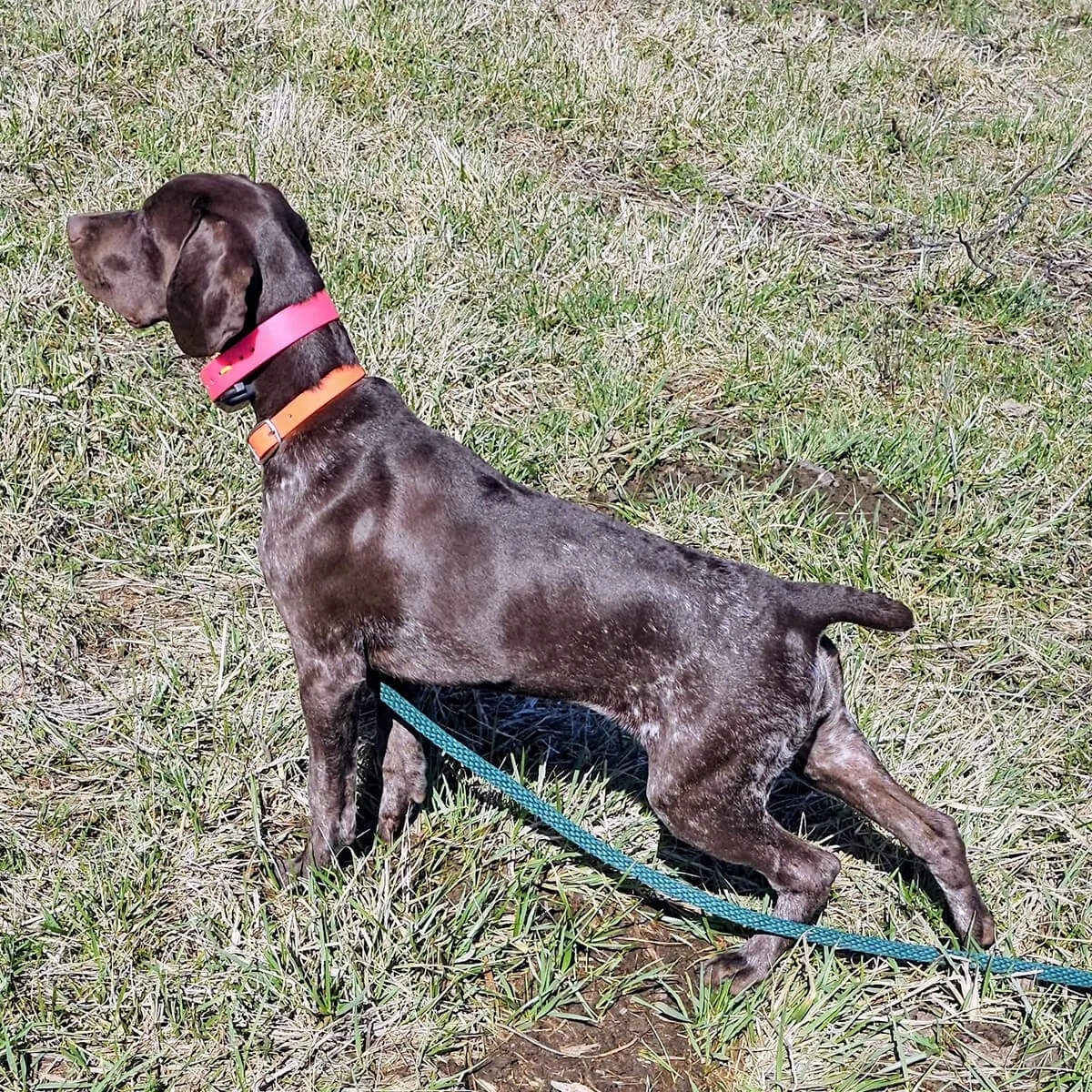 Reba-German-shorthaired-pointer-hunting-champion-6.jpg