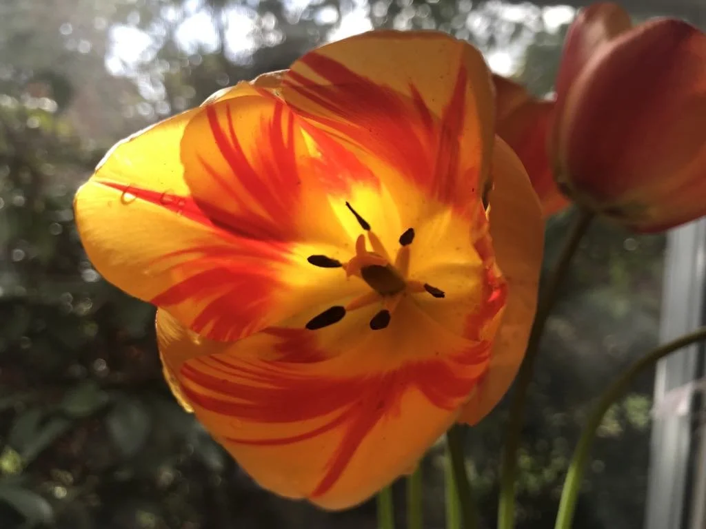 SOUND JOURNEY JUNE 20TH 2026